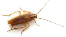 control plagas de Cucarachas