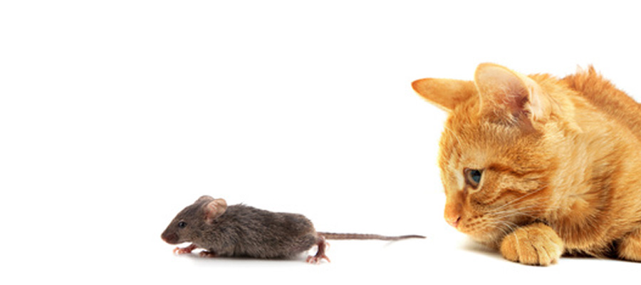 Periodos de actividad de plagas de ratas y ratones