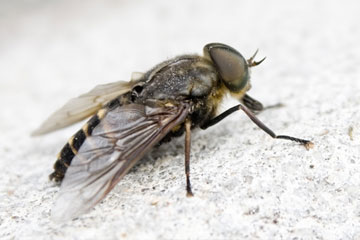 Control Plagas insectos voladores