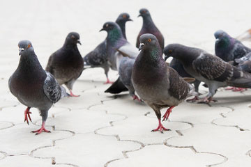 Control Plagas Aves y palomas