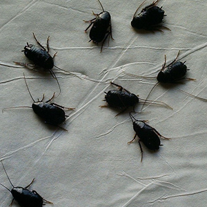 Eliminar plagas de cucarachas