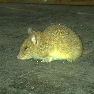 Eliminar plagas de ratas y ratones