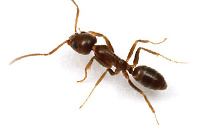 eliminación plagas de hormigas