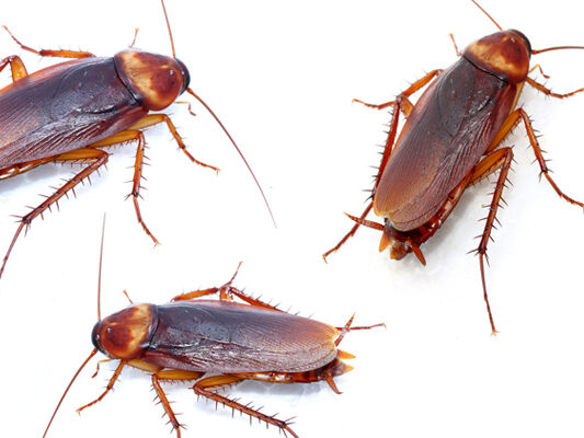 control-plagas-cucarachas control-plagas-cucarachas