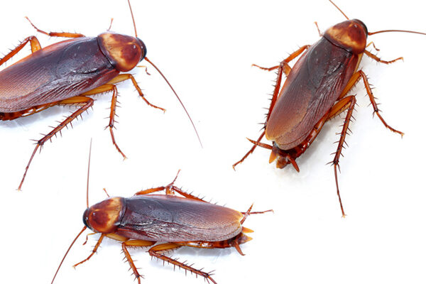 control-plagas-cucarachas