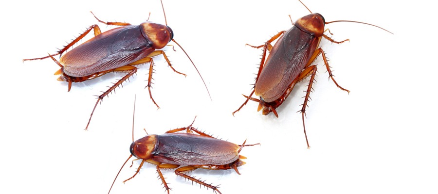 control-plagas-cucarachas