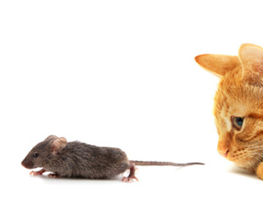 roedores-periodos roedores-periodos